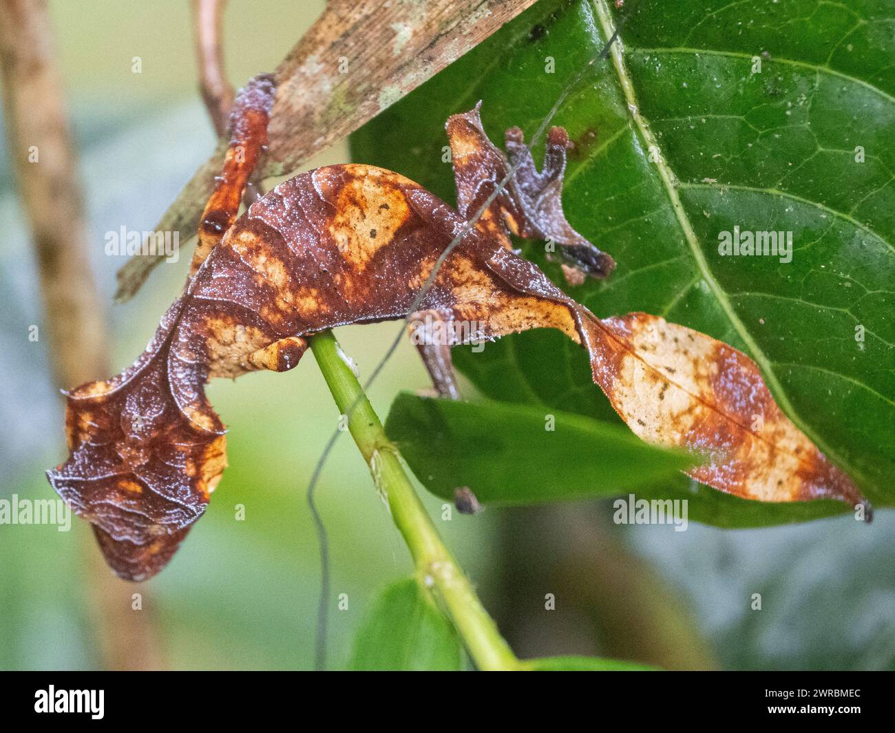 Geco satanico dalla coda di foglie, Uroplatus phantasticus, Ranomafana, Vatovavy Fitovinany, Madagascar Foto Stock