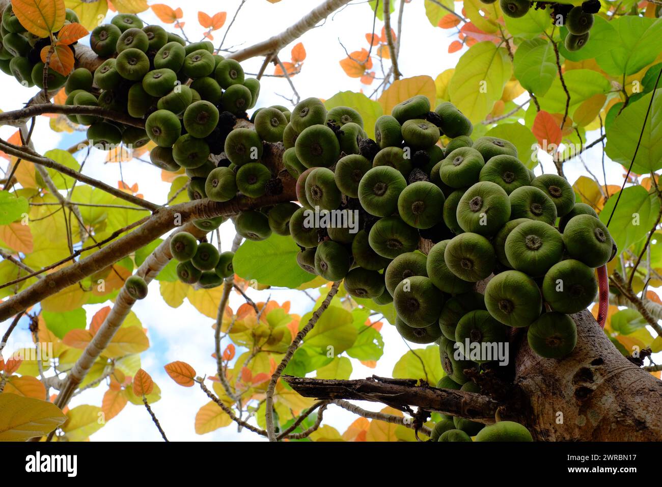 Albero di fico o Ficus Racemosa con frutti verdi su tronco di albero un tipo di moraceae può utilizzare come cibo vegetale, o medicina a base di erbe che cresce in Vietnam Foto Stock