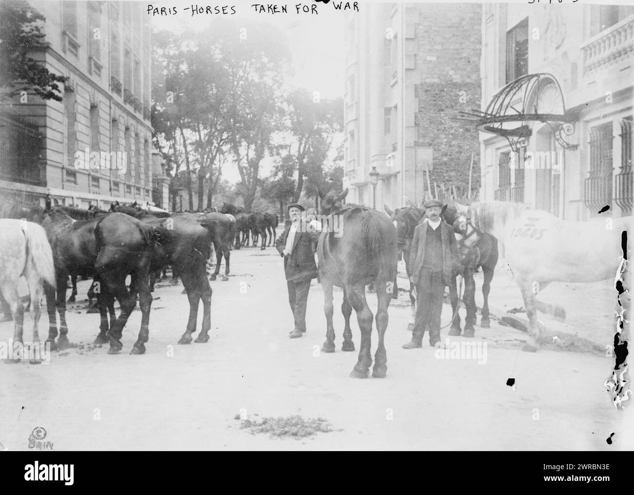 Parigi, cavalli presi per la guerra, la fotografia mostra cavalli richiesti per lo sforzo bellico durante la prima guerra mondiale, Parigi, Francia. 1914 e ca. 1915, Guerra Mondiale, 1914-1918, Glass negative, 1 negativo: Vetro Foto Stock