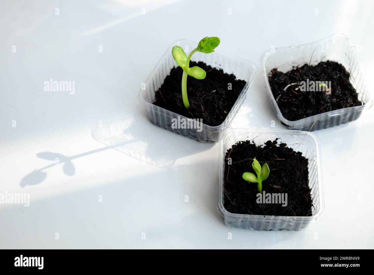 Riutilizzare i rifiuti per creare vasetti di plastica per semi di semina, germogliare creare nuove piante dal suolo, riciclare e piantare un albero rendono la protezione ambientale ed ecologica Foto Stock