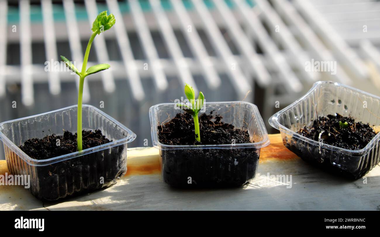 Riutilizzare i rifiuti per creare vasetti di plastica per semi di semina, germogliare creare nuove piante dal suolo, riciclare e piantare un albero rendono la protezione ambientale ed ecologica Foto Stock