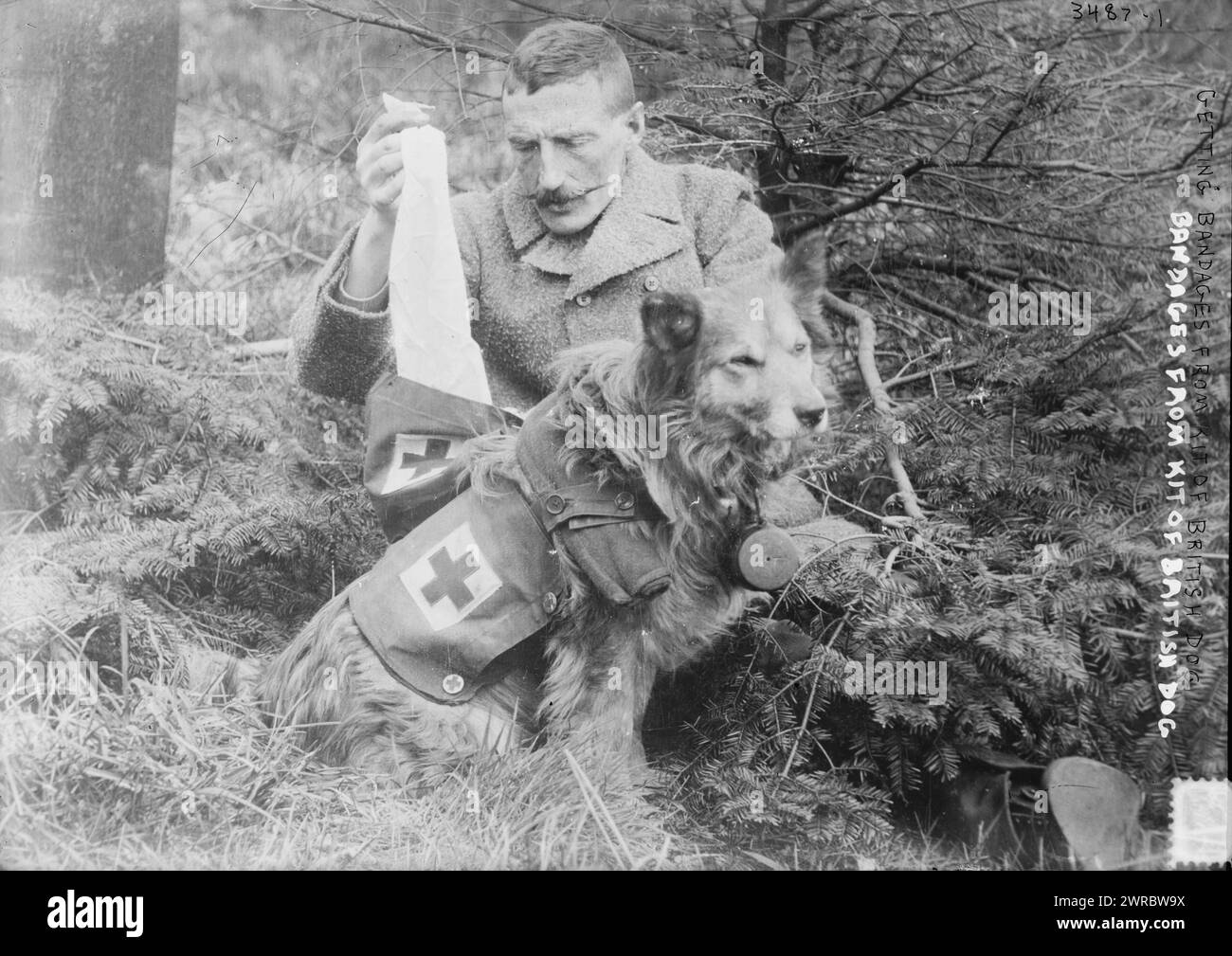 Bende da kit of British Dog, la fotografia mostra l'uomo che prende bende da un cane, durante la prima guerra mondiale, tra il 1914 e il CA. 1915, Guerra Mondiale, 1914-1918, Glass negative, 1 negativo: Vetro Foto Stock