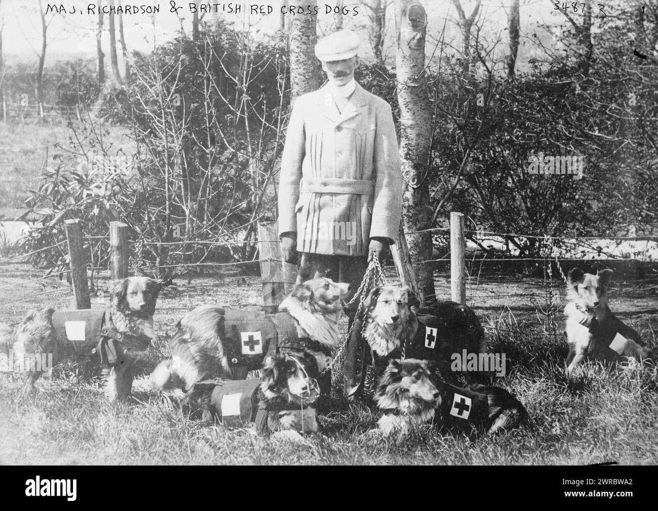 Major. Richardson & British Red Cross Dogs, la fotografia mostra il tenente colonnello Edwin H. Richardson con cani da guerra della Croce Rossa durante la prima guerra mondiale, tra il 1914 e il CA. 1915, Guerra Mondiale, 1914-1918, Glass negative, 1 negativo: Vetro Foto Stock