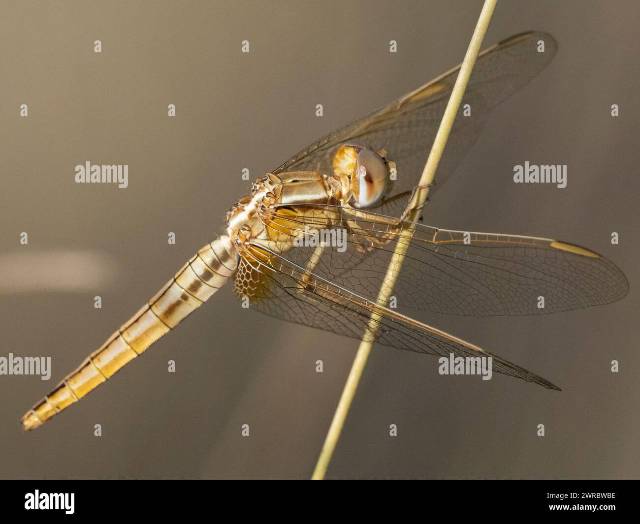 Scarlatto ampio femminile, Crocothemis erythraea Foto Stock