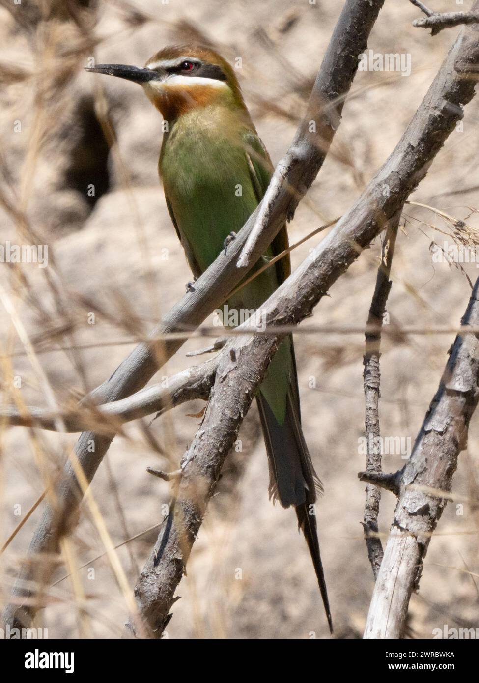 Mangiatore di api di oliva, Merops superciliosus, Ilaka Centre, Ambositra, Amoron i Mania, Madagascar Foto Stock