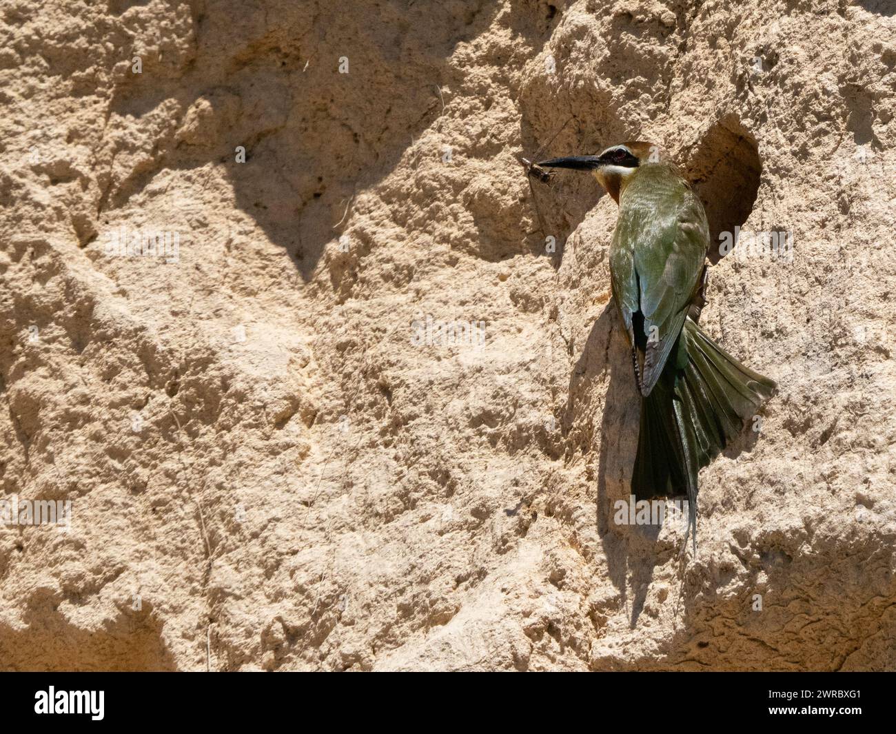 Mangiatore di api, Merops superciliosus e nidi di tana, Ilaka Centre, Ambositra, Amoron i Mania, Madagascar Foto Stock