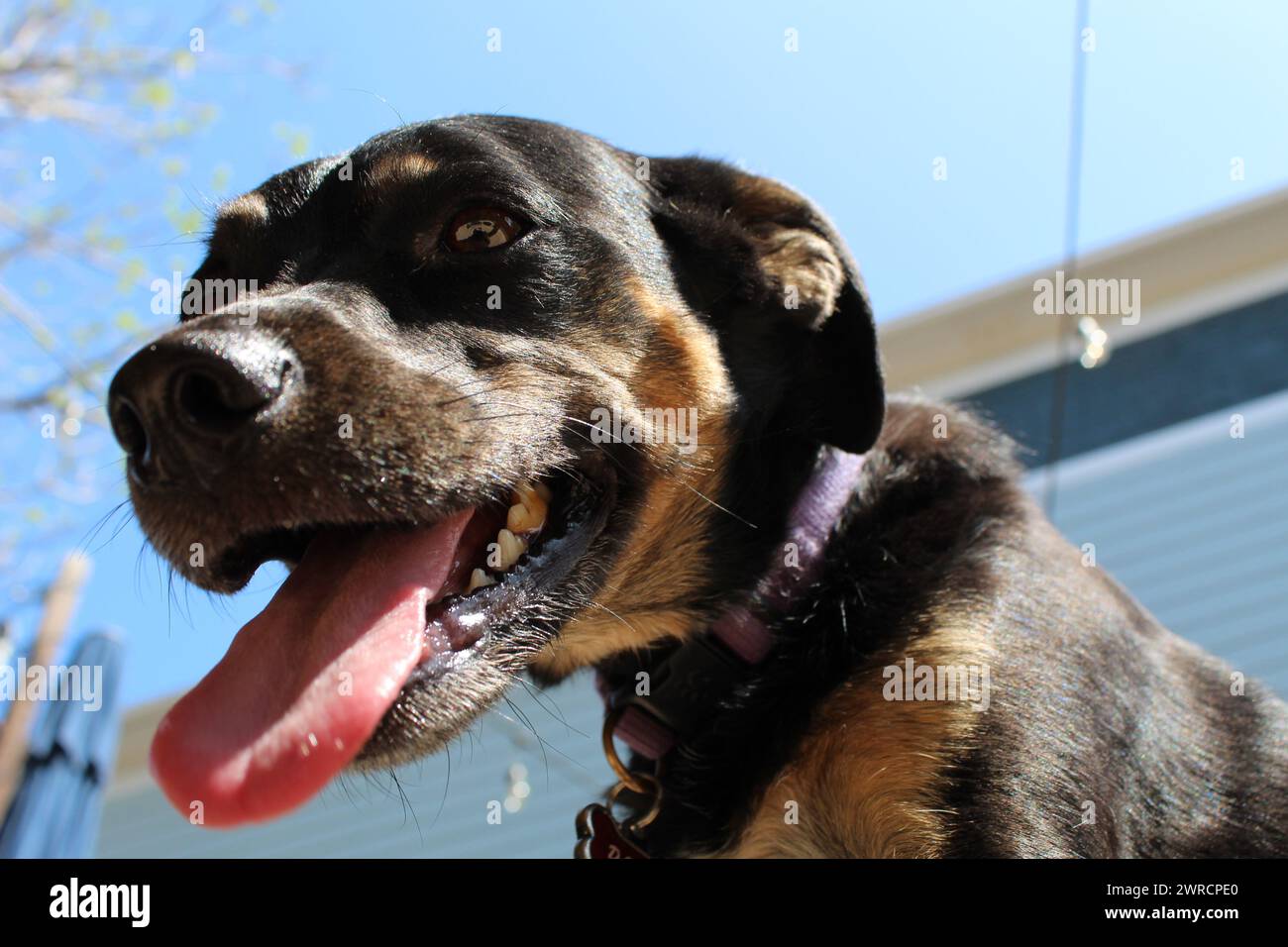 Cucitura del cane da un angolo basso Foto Stock