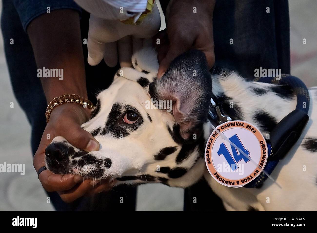 I giudici stanno controllando i cani durante l'Agartala Dog Carnival-2024, organizzato dalla Tripura Veterinary Doctors Association & Pawsome (Un'organizzazione sociale) ad Agartala. Tripura, India. Foto Stock
