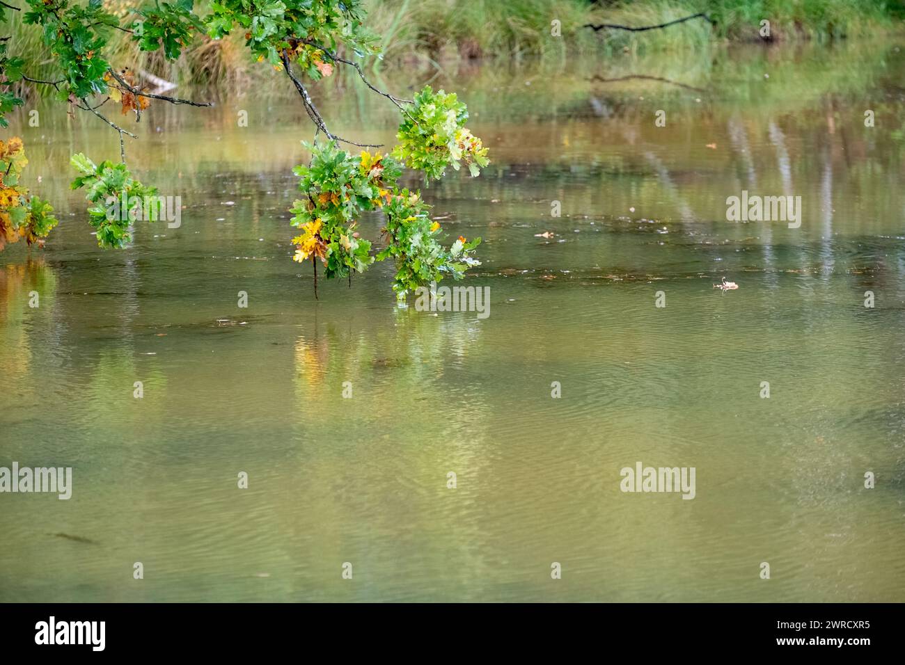Questa immagine offre uno scorcio nel tranquillo dialogo tra terra e acqua, concentrandosi su un ramo di un albero di quercia che si estende su un fiume tranquillo. Le foglie, catturate nella sottile transizione dal verde alle calde tonalità dell'autunno, si riflettono nelle morbide increspature sottostanti. Questo momento sereno è una celebrazione del cambiamento stagionale, con ogni foglia e la sua riflessione che contribuiscono alla sinfonia generale dell'armonia naturale. Sussurri sull'acqua: Riflessi della diramazione di quercia. Foto di alta qualità Foto Stock