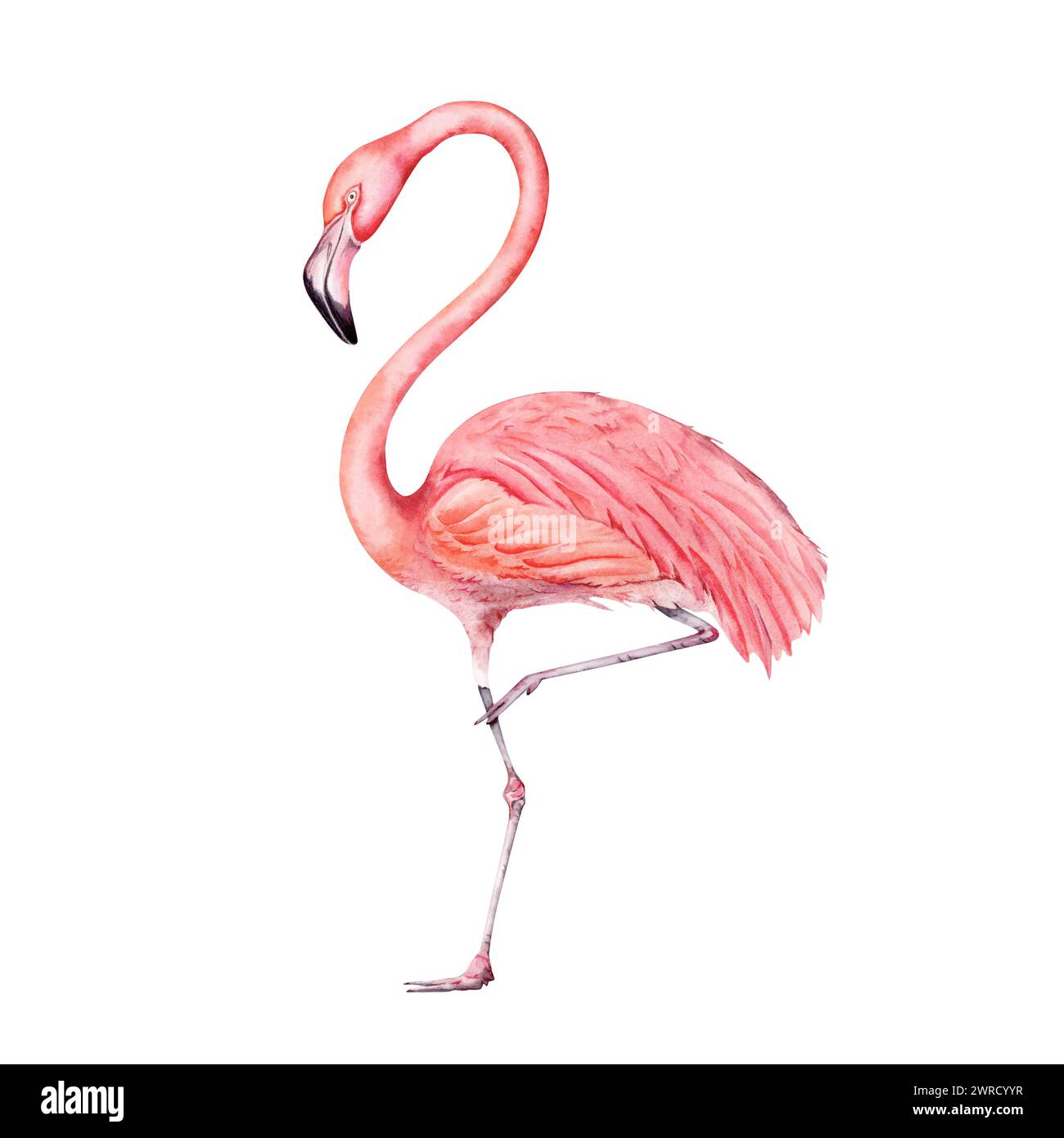 Pittura di uccello rosa flamingo. Isolato su sfondo bianco. Elemento illustrativo disegnato a mano. Per disegni esotici tropicali, biglietti, stampe, inviti. H Foto Stock