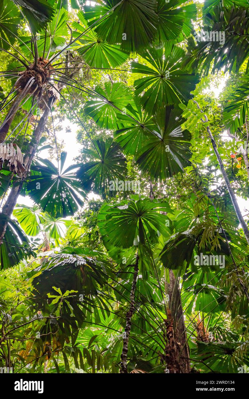 Le iconiche palme fan Palms Licuala (Licuala ramsayi) creano sagome contro il cielo diurno del Daintree National Park nel Queensland settentrionale, Australia Foto Stock