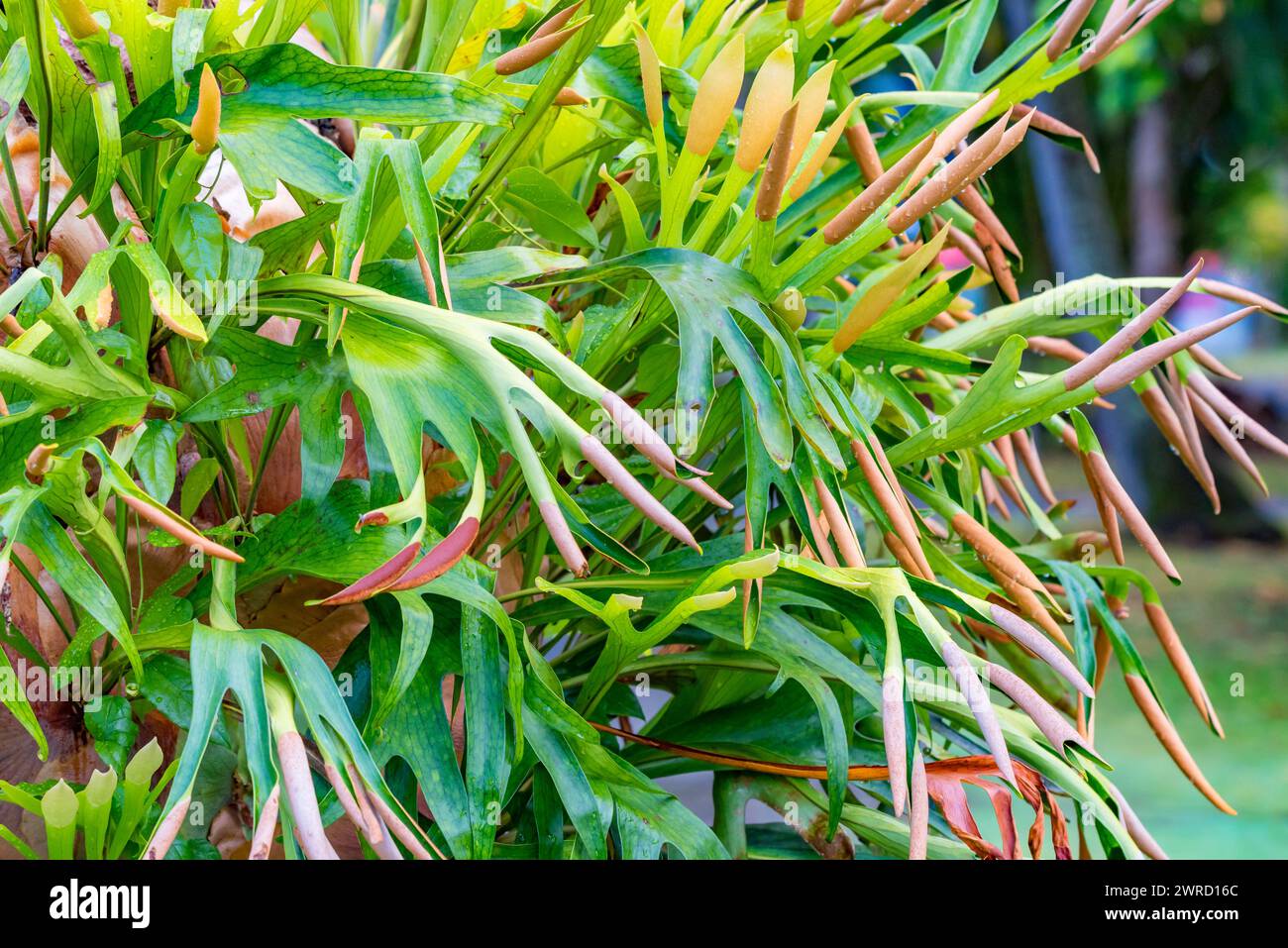 Una massa di piante di Elkhorn (Platycerium bifurcatum) bagnate dalle recenti piogge nell'ambiente tropicale del Daintree National Park nel North Queensland, Aust Foto Stock