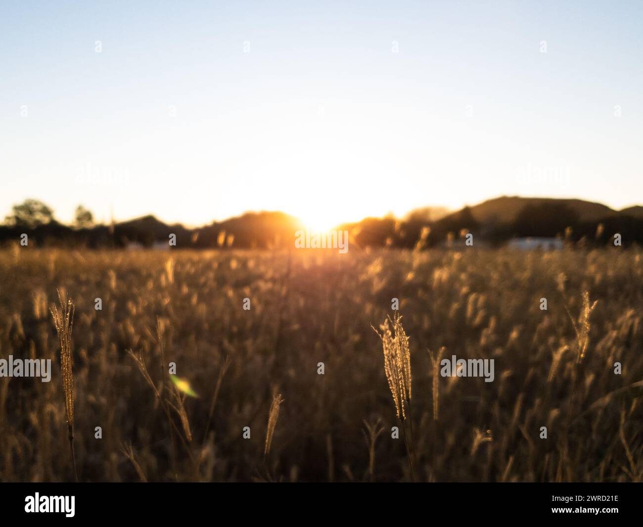 Un tramonto dietro le montagne visto attraverso un campo erboso Foto Stock