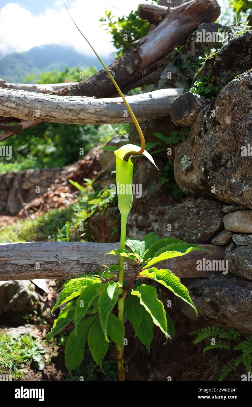 Fiore verde - Arisaema tortuosum, il giglio cobra con cordone a balestra. Nepal Himalaya Foto Stock