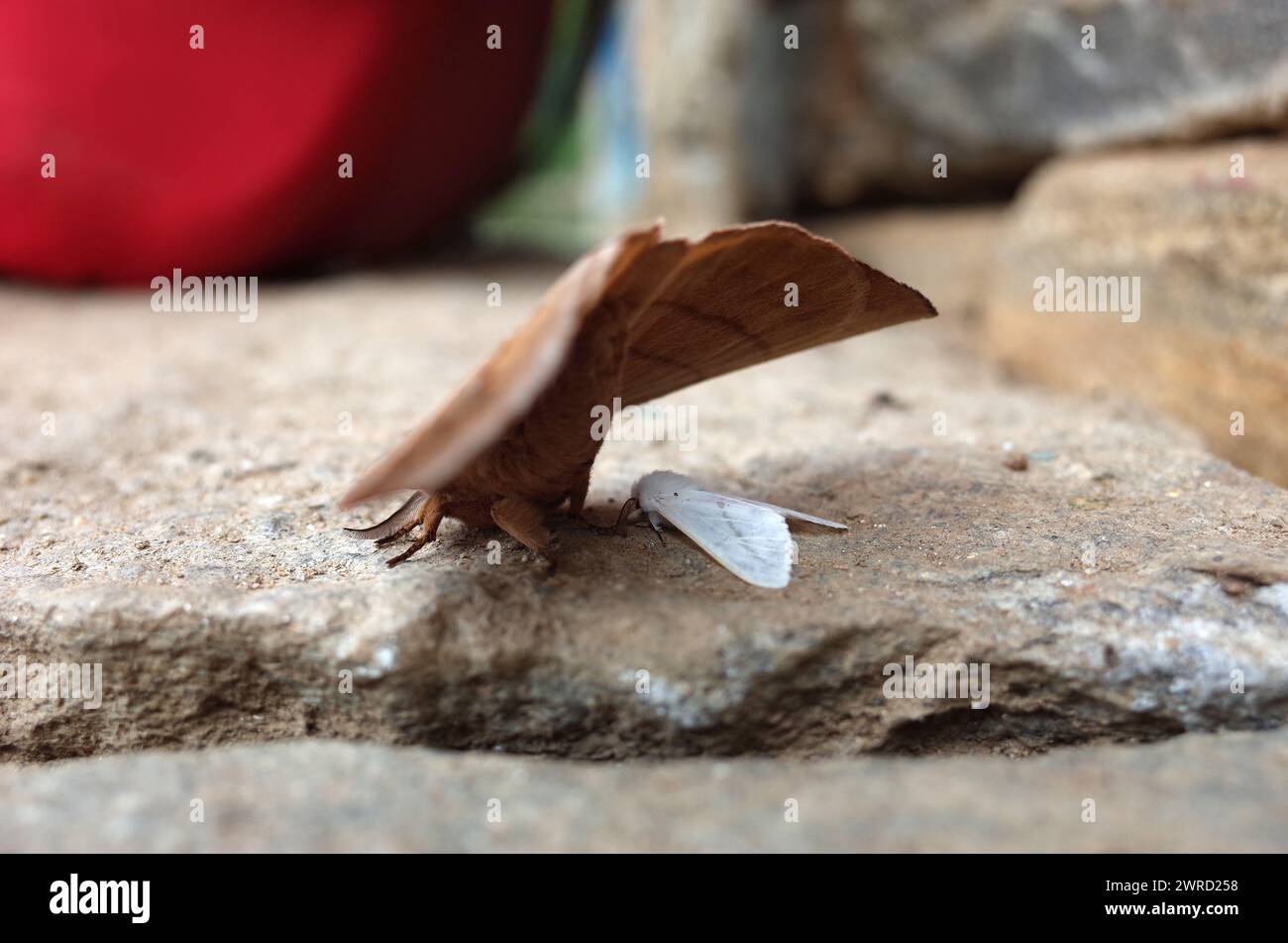 Una piccola farfalla bianca protetta dalle ali di una grande falena marrone su una superficie di pietra. Sparato in Nepal Foto Stock