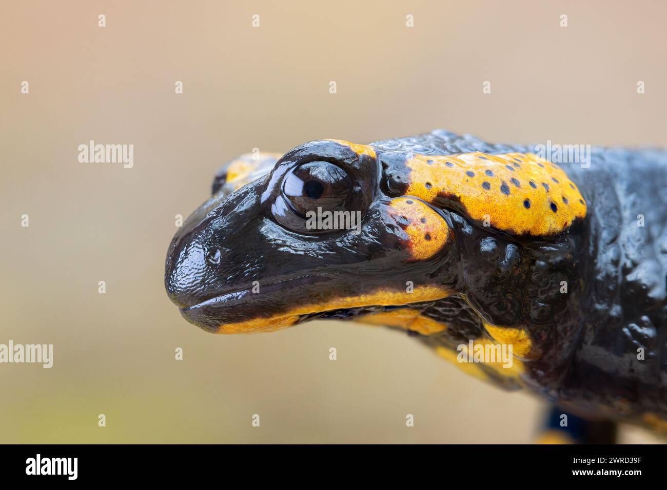 Macro ritratto di una bella salamandra (Salamandra salamandra) Foto Stock