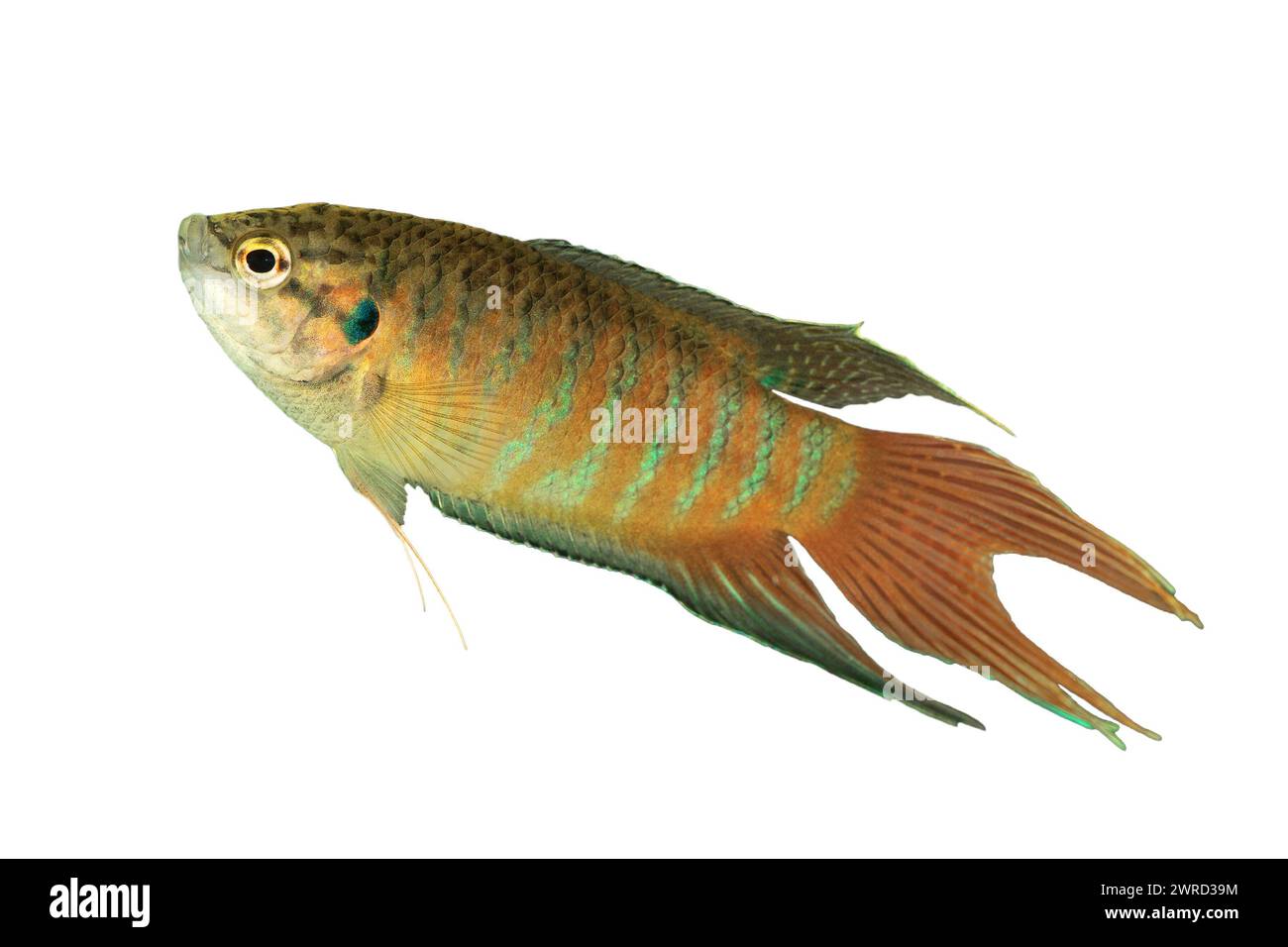 Pesce paradiso maschile isolato su bianco (Macropodus opercularis) Foto Stock