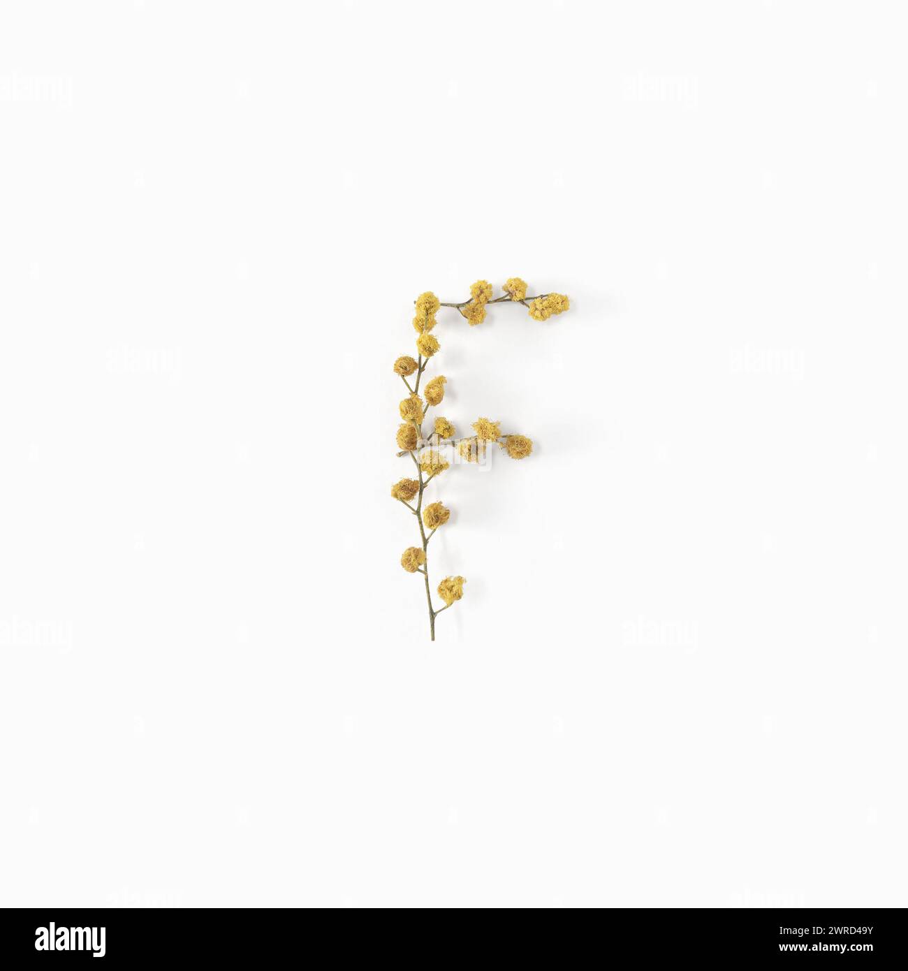 Lettera F fatta con fiori di mimosa giallo. Disposizione alfabetica dei fiori. Posizione piatta Foto Stock Lettera F fatta con fiori di mimosa giallo. Disposizione alfabetica dei fiori. Posizione piatta Foto Stock