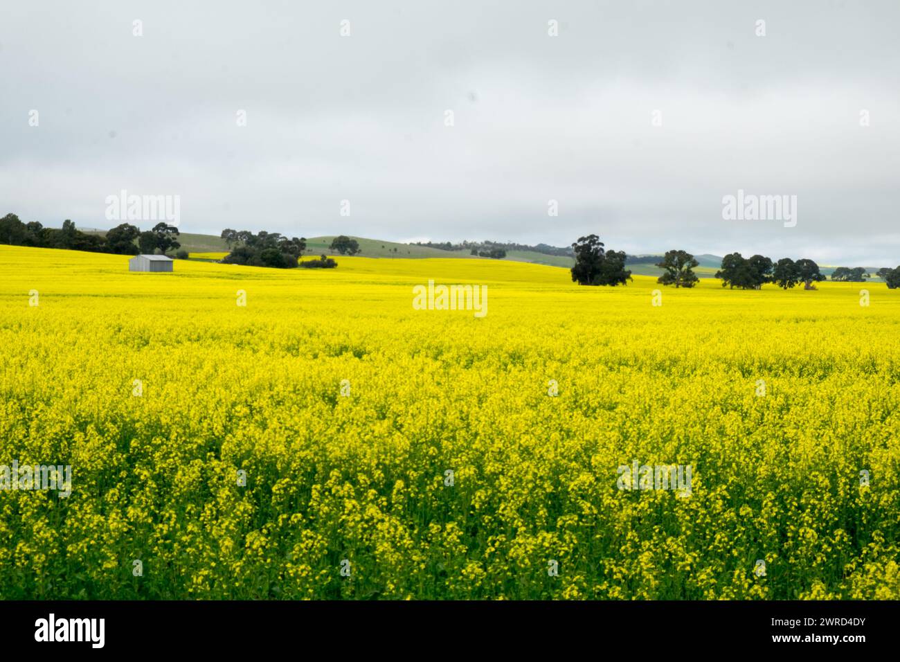 Campi di canola dell'Australia meridionale Foto Stock