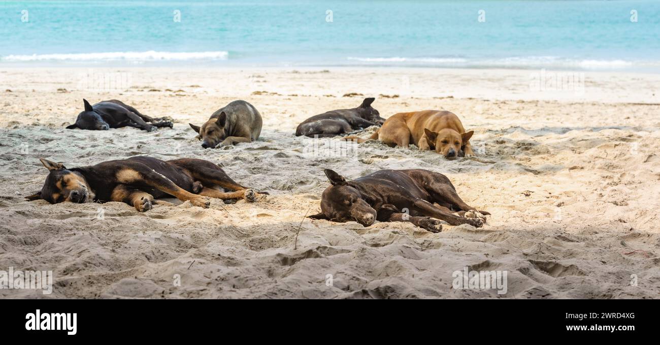 I cani senzatetto dormono la mattina sulla spiaggia di mare giorno di sole Thailandia Foto Stock