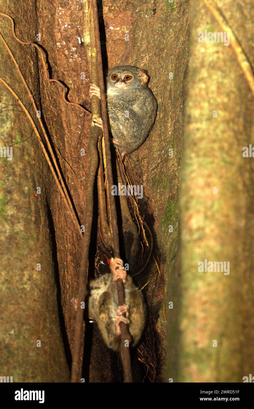 Due individui del tarsier spettrale di Gursky (Tarsius spectrumgurskyae) sono fotografati sul loro albero di nidificazione nella riserva naturale di Tangkoko, Sulawesi settentrionale, Indonesia. Specie socialmente monogama, una coppia di questa specie di primati vive in un territorio tra i 1,6 e i 4,1 ettari, che difendono cantando duetti, secondo un team di scienziati di primati guidati da Isabel Comella in un articolo del 2022 pubblicato per la prima volta su Frontiers in Ecology and Evolution. Quando cantano duetti, i tarsieri devono fare pubblicità ai conspecifici che hanno già un compagno e che il loro territorio è preso, scrivevano. Foto Stock