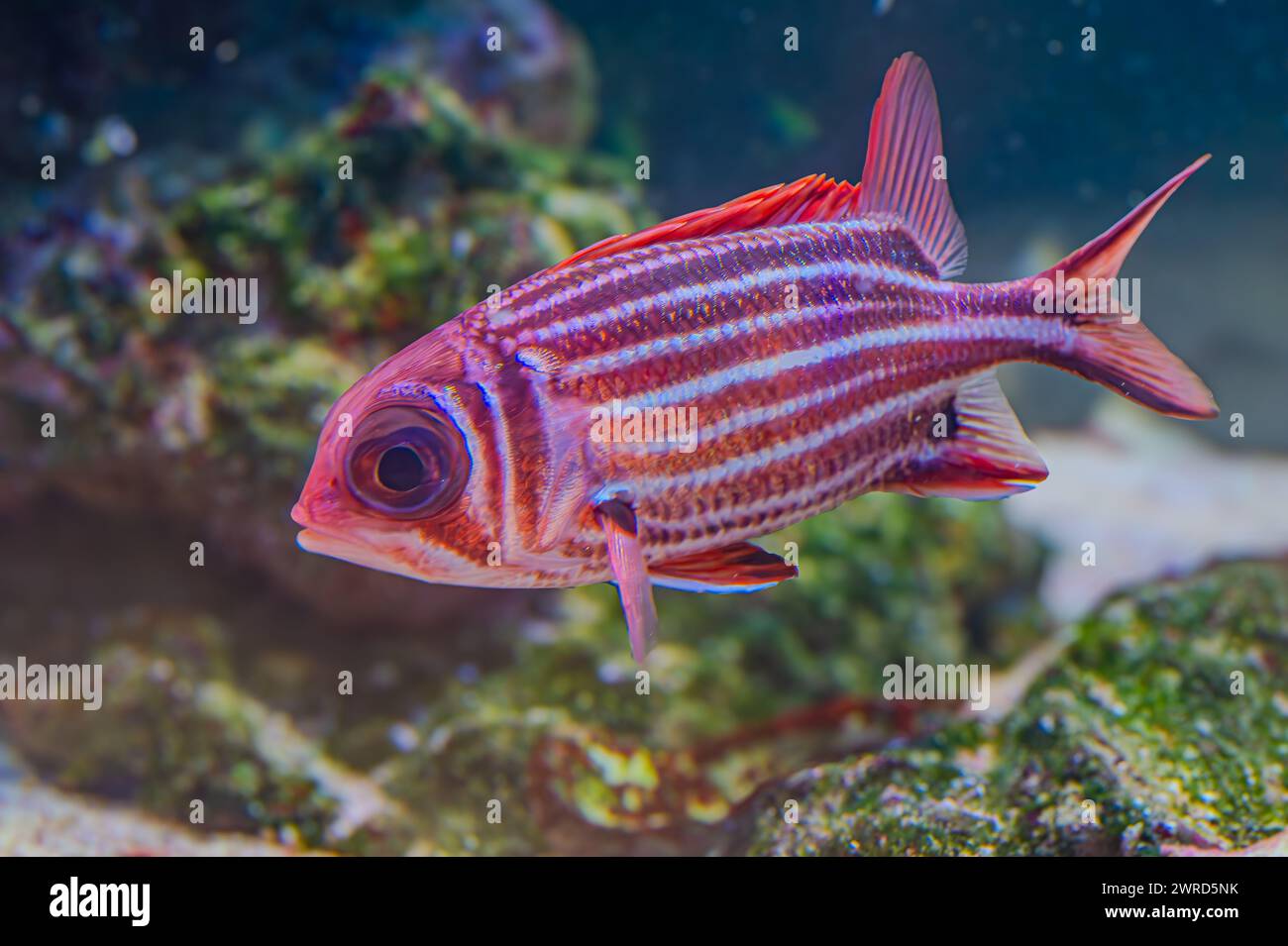 Sargocentron xantherythrum, noto anche come scoiattolo hawaiano. Questo pesce dai colori vivaci con pinne rosse e una striscia bianca è popolare nell'acquario Foto Stock