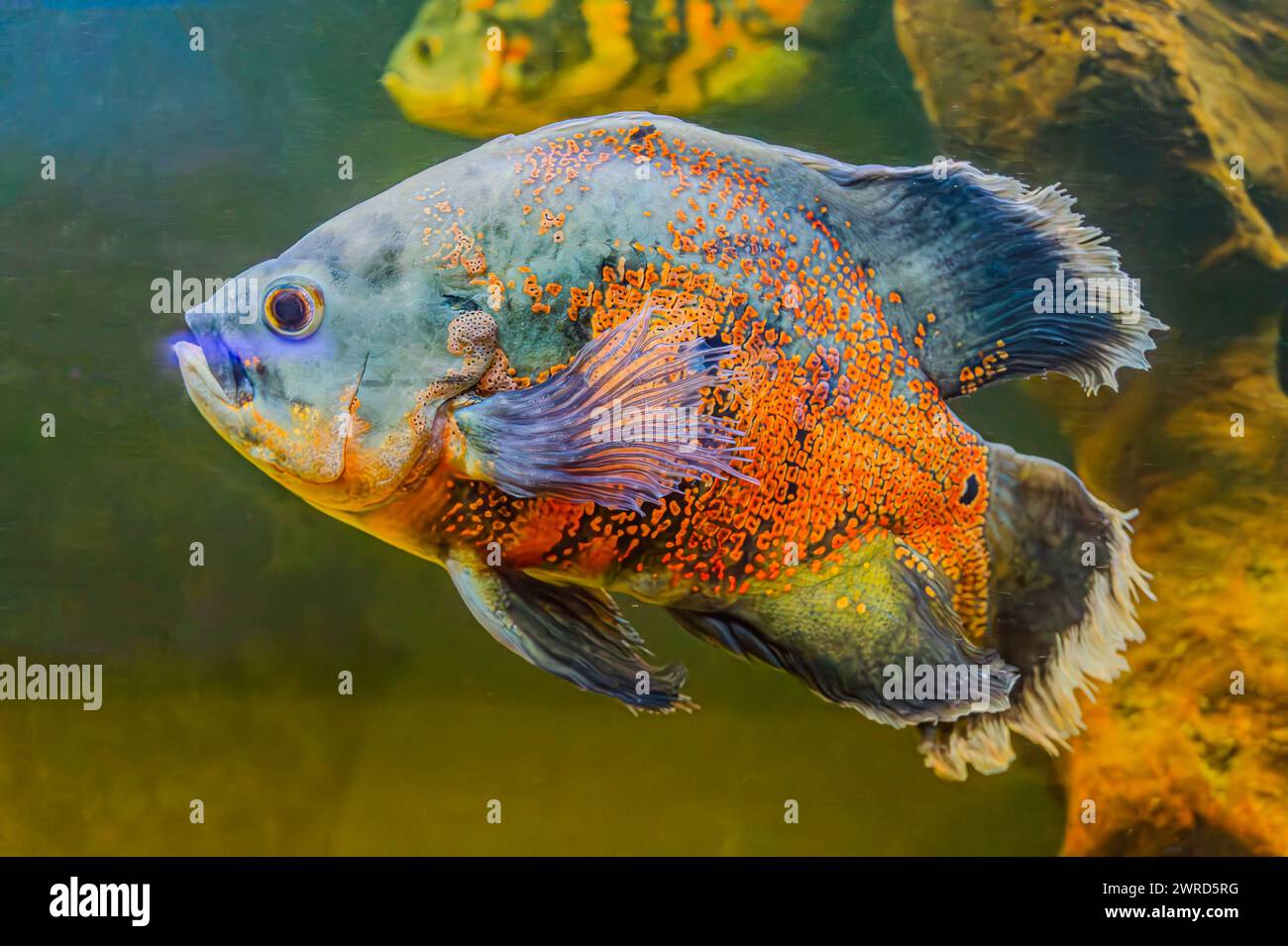 Cichlid sudamericano con un corpo blu vibrante. Il pesce esplora il suo ambiente di acquario, mostrando le sue scaglie e pinne colorate. Foto Stock