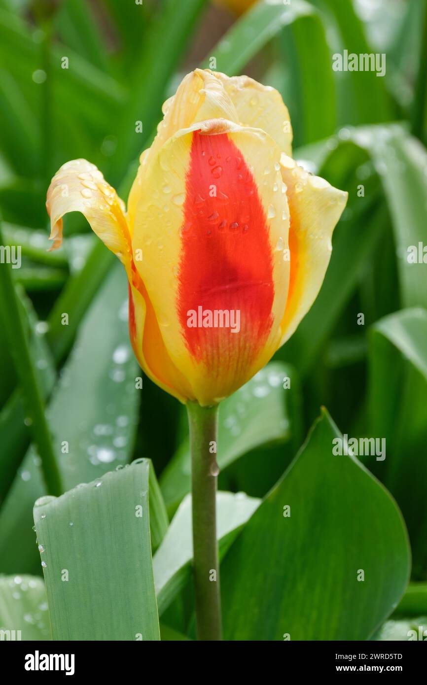 Tulip Stresa, tulipa stresa, rosso, con bordature profonde, fiore giallo Foto Stock