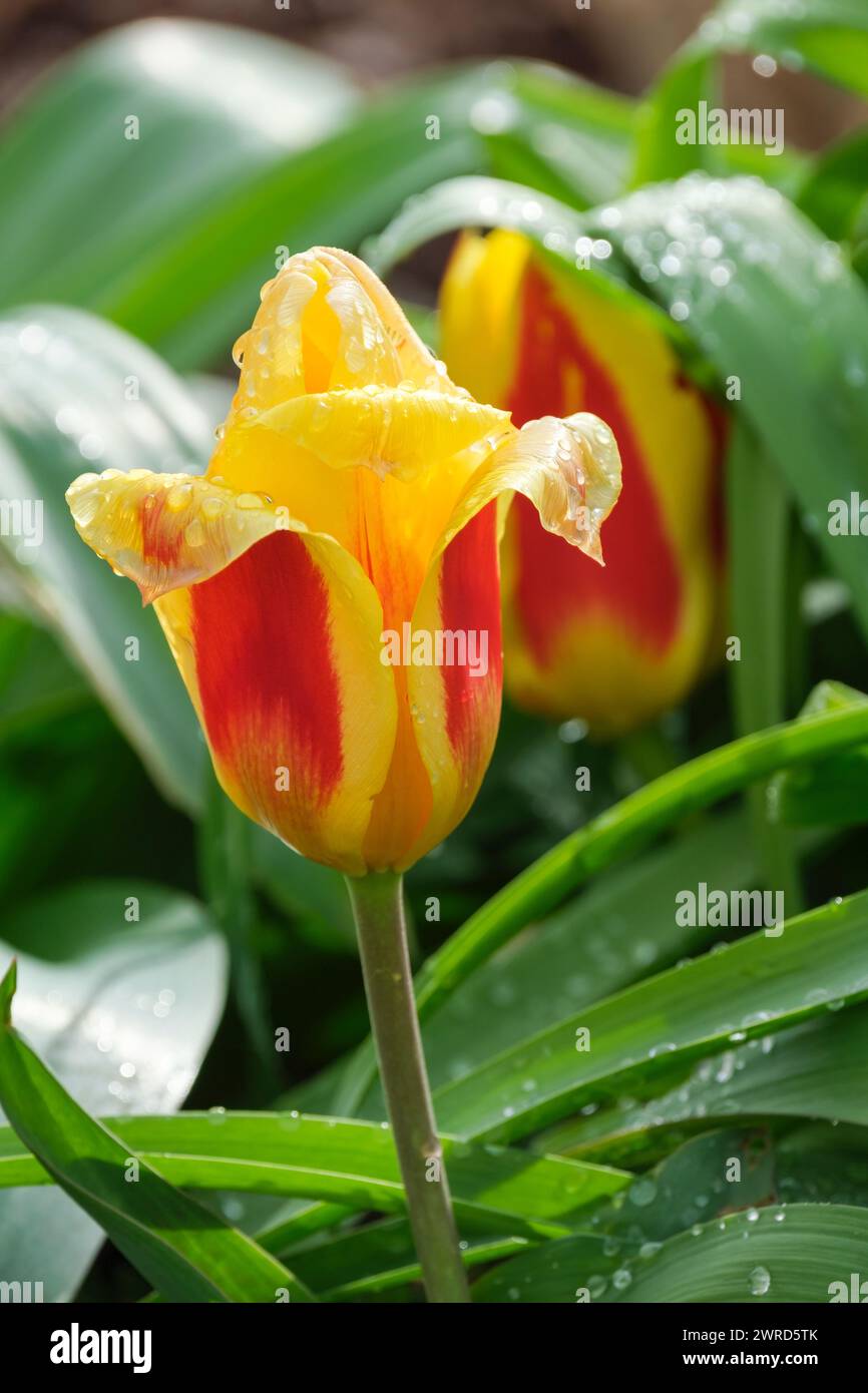 Tulip Stresa, tulipa stresa, rosso, con bordature profonde, fiore giallo Foto Stock