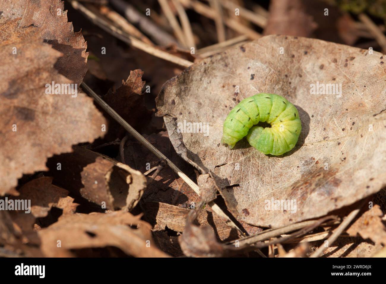 Larva gialla grande sotto l'ala (Noctua pronuba) Foto Stock