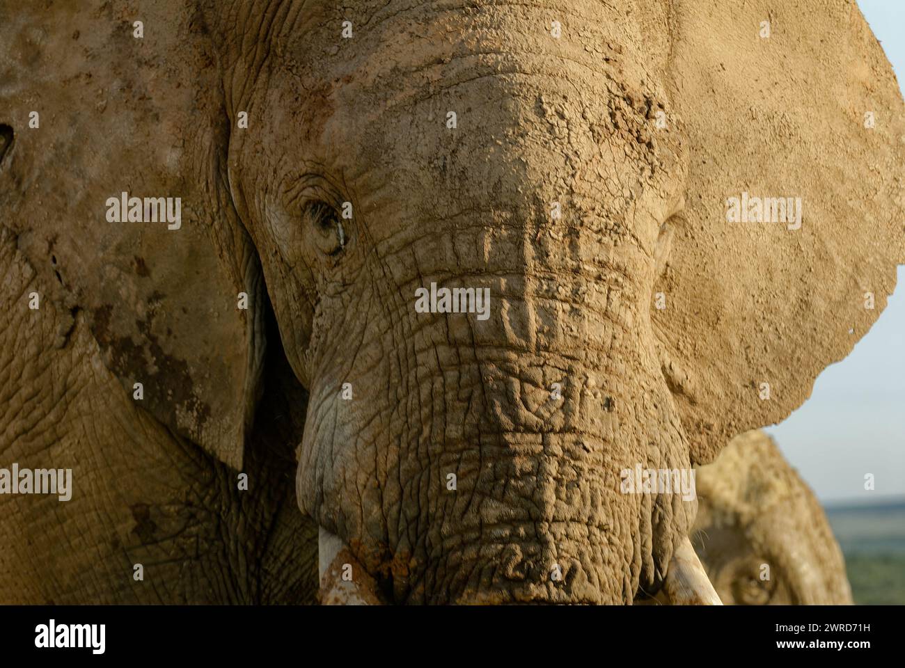 Primo piano ritratto di un volto fangoso di elefante. Molti dettagli. Foto Stock