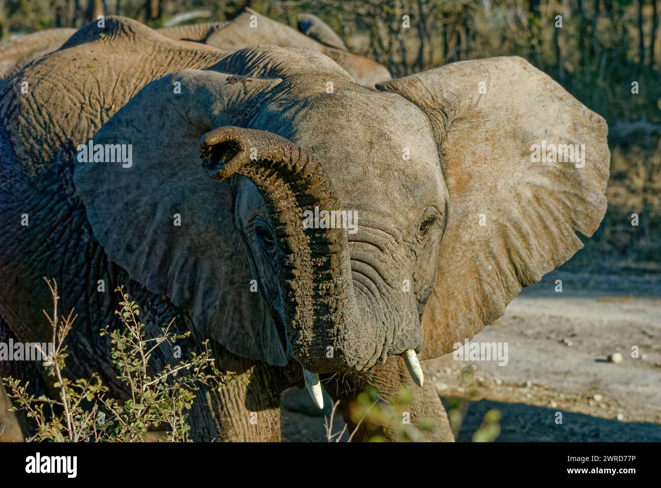 Elefanti in gioco - primo piano del tronco dell'elefante che raggiunge lo spettatore. Buon primo piano di tronco e orecchie. Eccellente vista del viso. Foto Stock