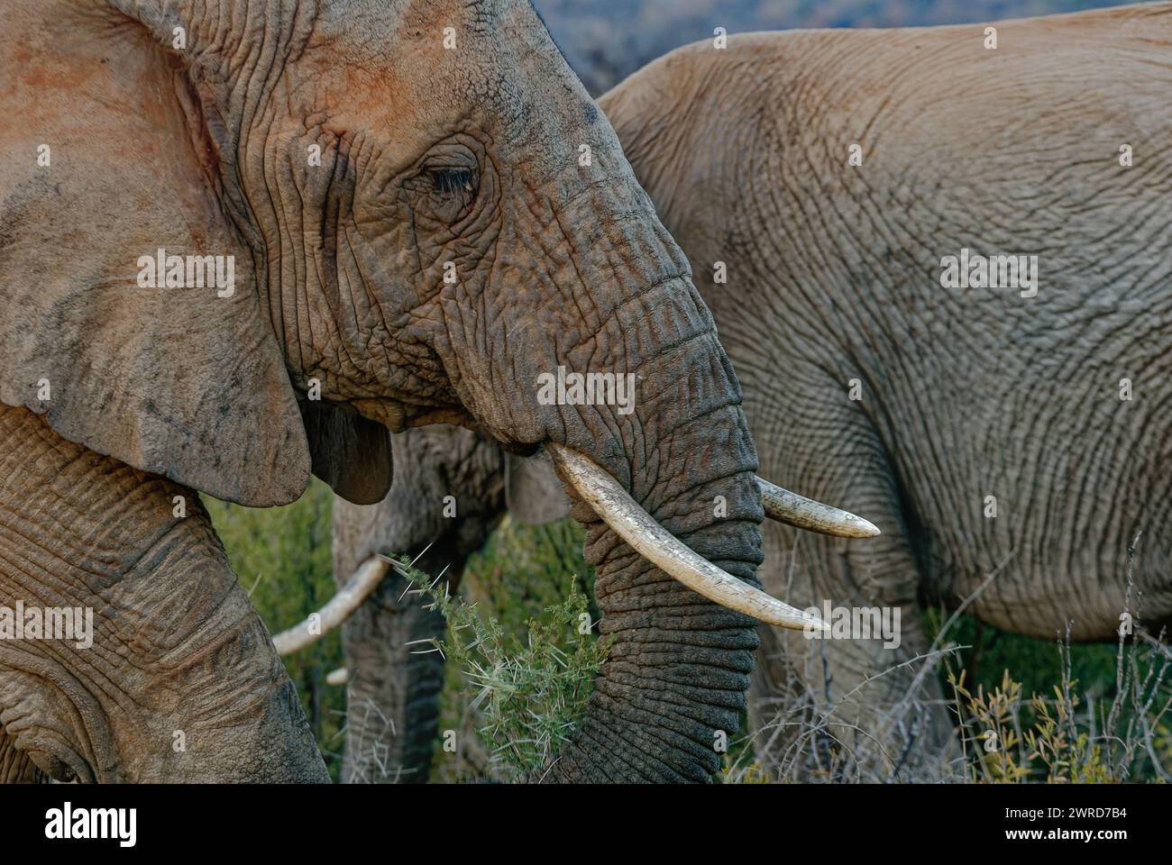 Elefanti in gioco - primo piano della testa di elefante con le zanne grandi. In piedi accanto al secondo elefante. Foto Stock