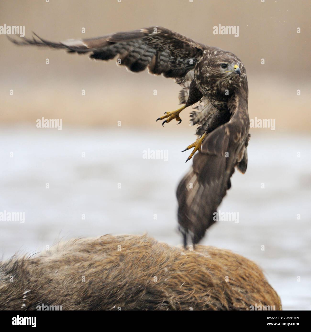 Buzzard comune / Buzzard ( Buteo buteo) decollo da una carcassa, dove si nutriva prima, fauna selvatica, Europa. Foto Stock