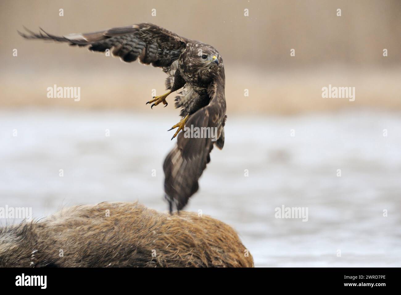 Buzzard comune / Buzzard ( Buteo buteo) decollo da una carcassa, dove si nutriva prima, fauna selvatica, Europa. Foto Stock
