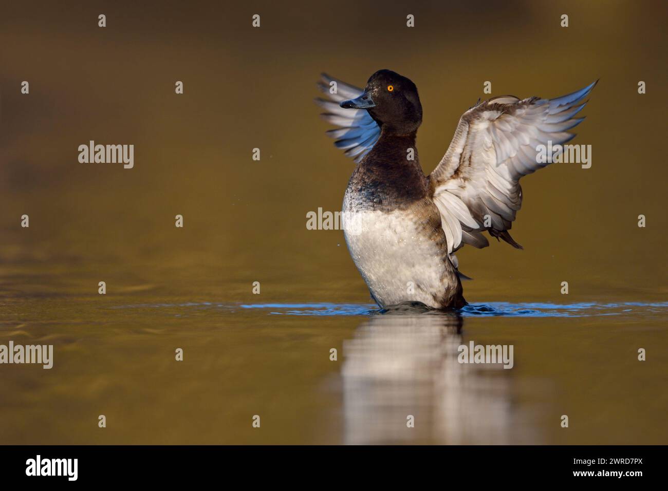 L'anatra tufata ( Aythya fuligula ) sbatte le ali, spalancando le ali come un angelo, la fauna selvatica, l'Europa. Foto Stock