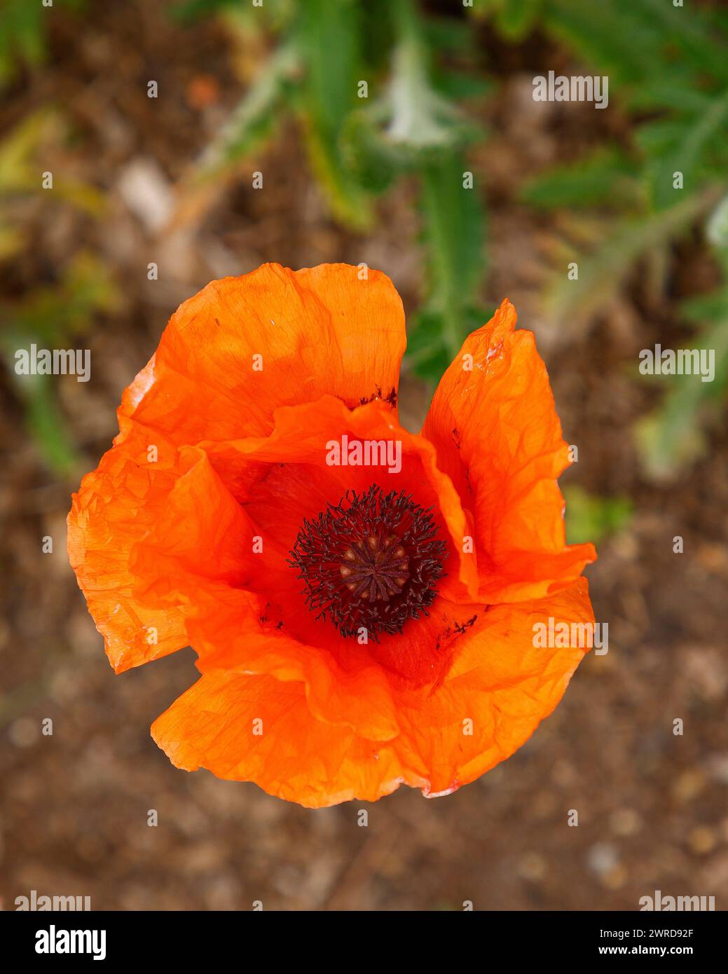 Primo piano del fiore d'arancio della pianta da giardino annuale Papaver orientale. Foto Stock