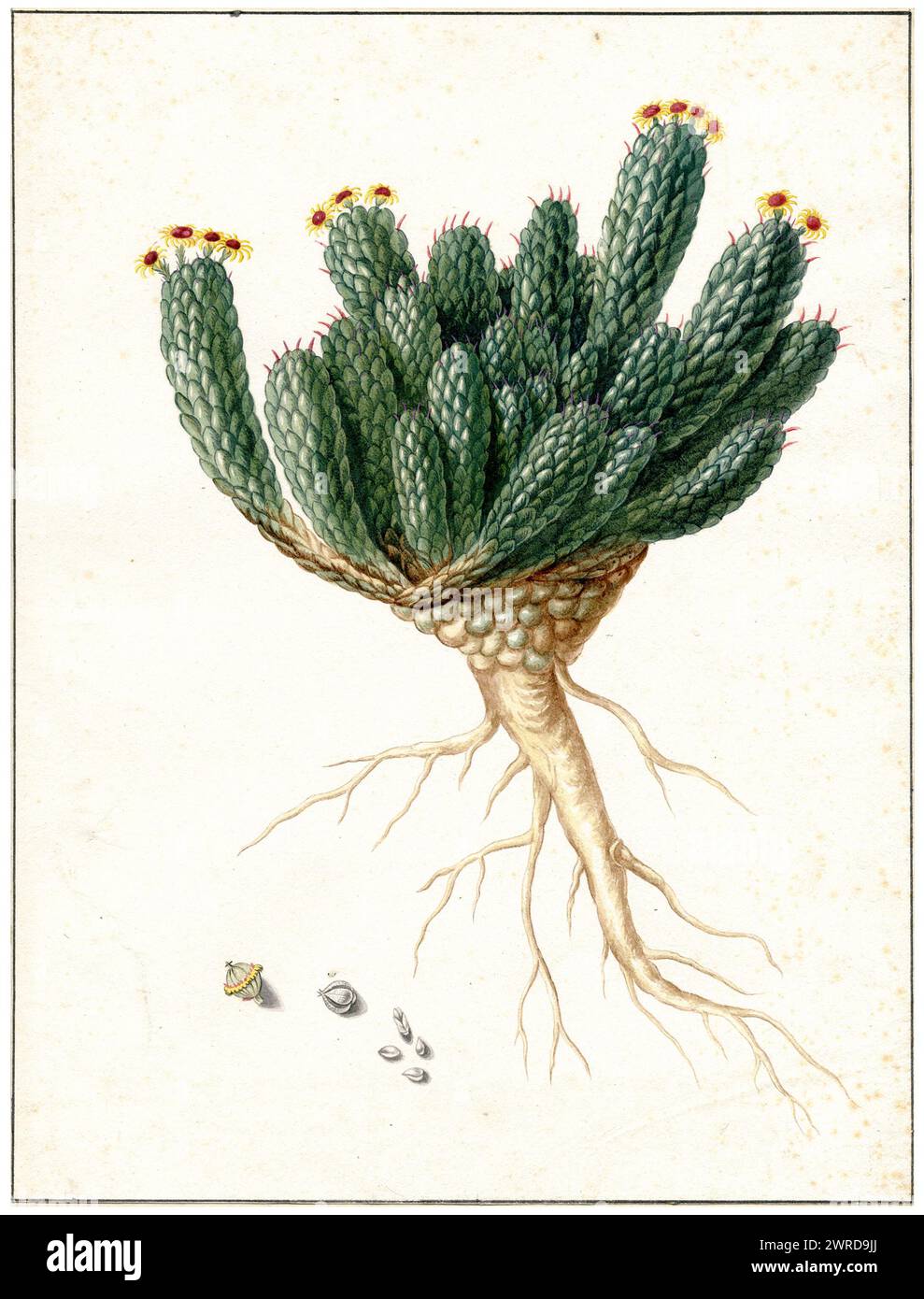 Illustrazione di succulente con dettagli dei suoi semi di Maria Sibylla Merian, XVII secolo Foto Stock