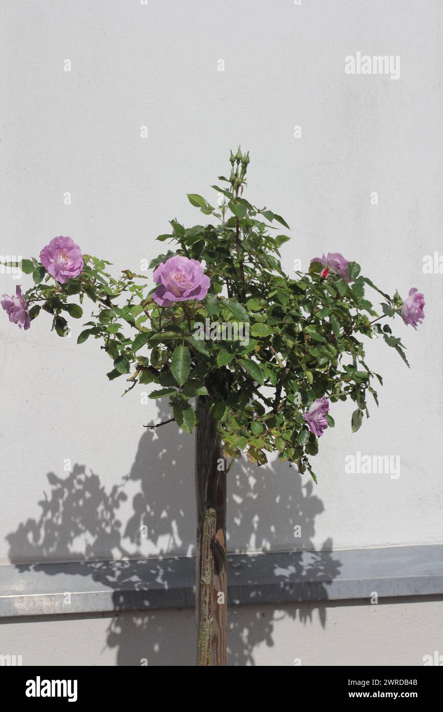 Le rose a stelo sono create dalle corrispondenti varietà di rose e vengono raffinate fino a una certa altezza dello stelo. Foto Stock