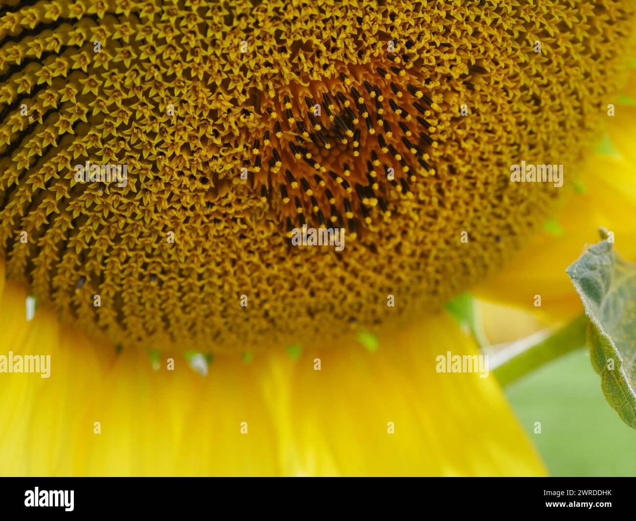 dettaglio di un girasole in fiore, motivo naturale di spirali Foto Stock