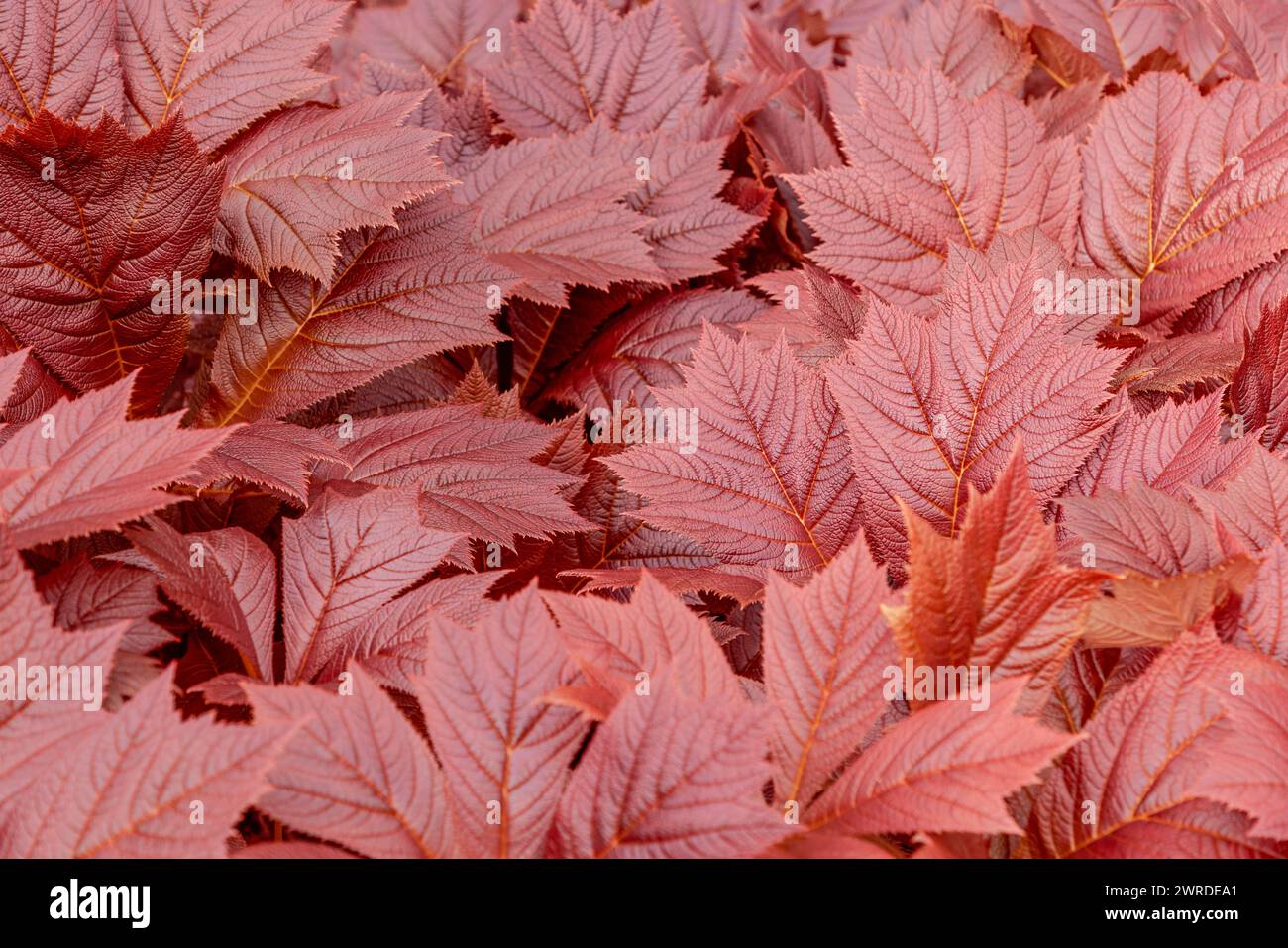 Le ricche sfumature russanti del fogliame di Rodgersia si intrecciano, presentando uno studio dettagliato della consistenza e del colore in questo sfondo botanico Foto Stock