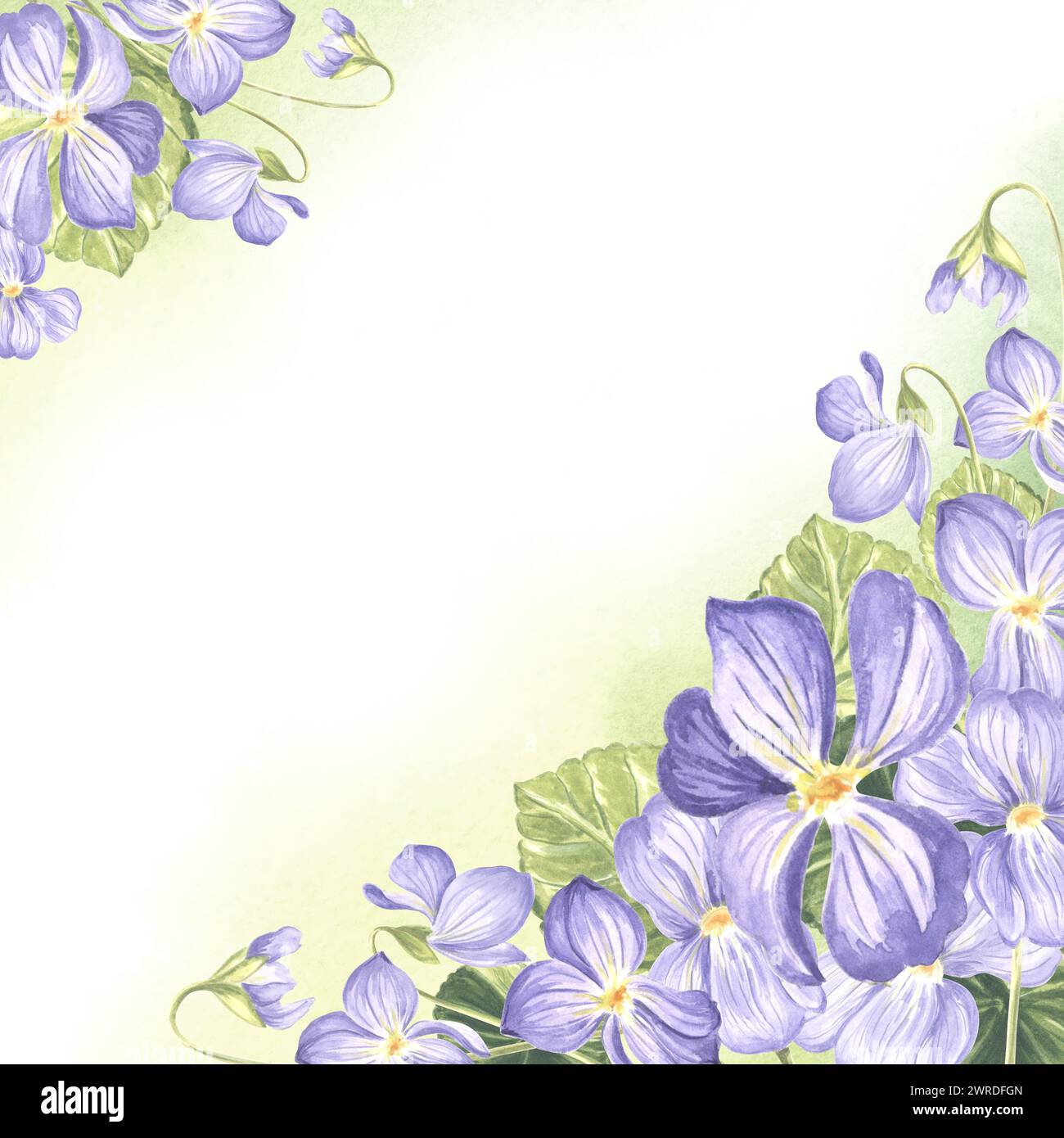 Modello da cartolina con viola selvatico con foglie verdi. Sfondo primavera estate composizione acquerello fiori di pansia, cornice floreale con spazio per le copie Foto Stock