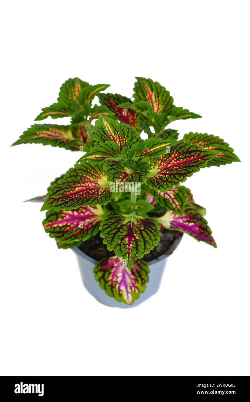 Colorata ortica dipinta pianta "Coleus Blumei" con venature rosa scuro su sfondo bianco Foto Stock