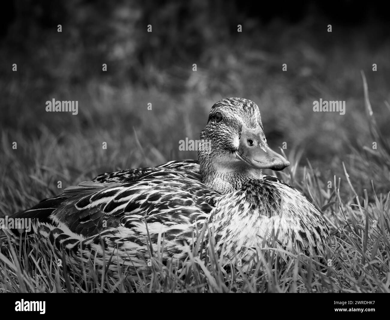 Una fotografia in bianco e nero di un'anatra che riposa nell'erba Foto Stock