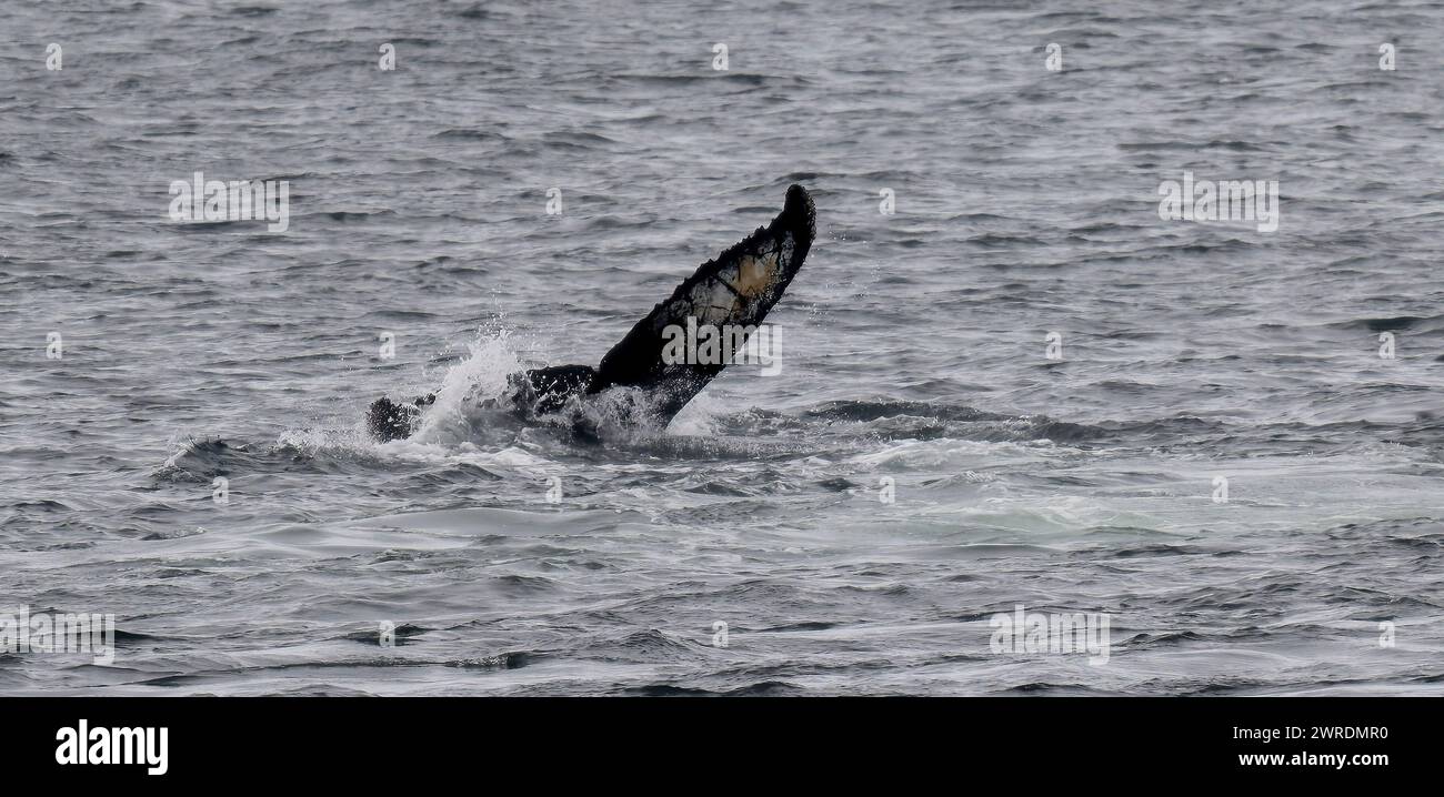 Megattere di balena (Megaptera novaeangliae), Orne Harbour, Gerlache Strait, Antartico Peninsular, gennaio 2024 Foto Stock