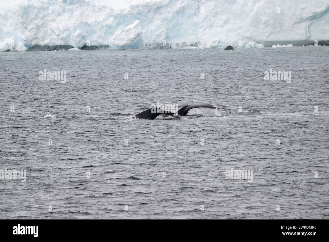 Megattere di balena (Megaptera novaeangliae), Orne Harbour, Gerlache Strait, Antartico Peninsular, gennaio 2024 Foto Stock