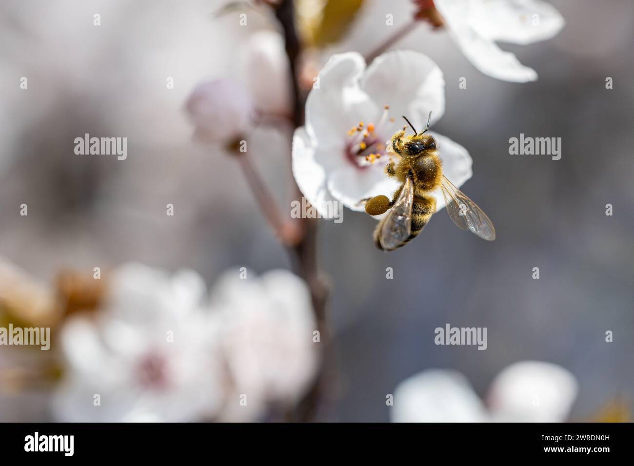 Ape che succhia il nettare sui fiori bianchi di Prunus Cerasifera in primavera Foto Stock