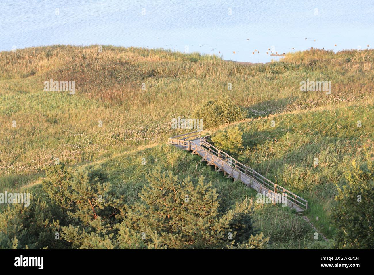 Il Parco Nazionale dell'area della Laguna della Pomerania Occidentale (Nationalpark Vorpommersche Boddenlandschaft) è il più grande parco nazionale del Meclemburgo-Vorpommern, situa Foto Stock