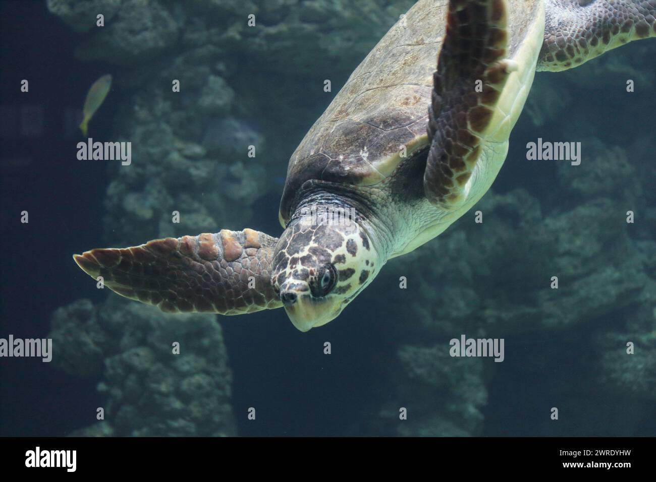 La tartaruga di mare (Caretta caretta) è una tartaruga oceanica distribuita in tutto il mondo. E' un rettile marino, appartenente a. Foto Stock
