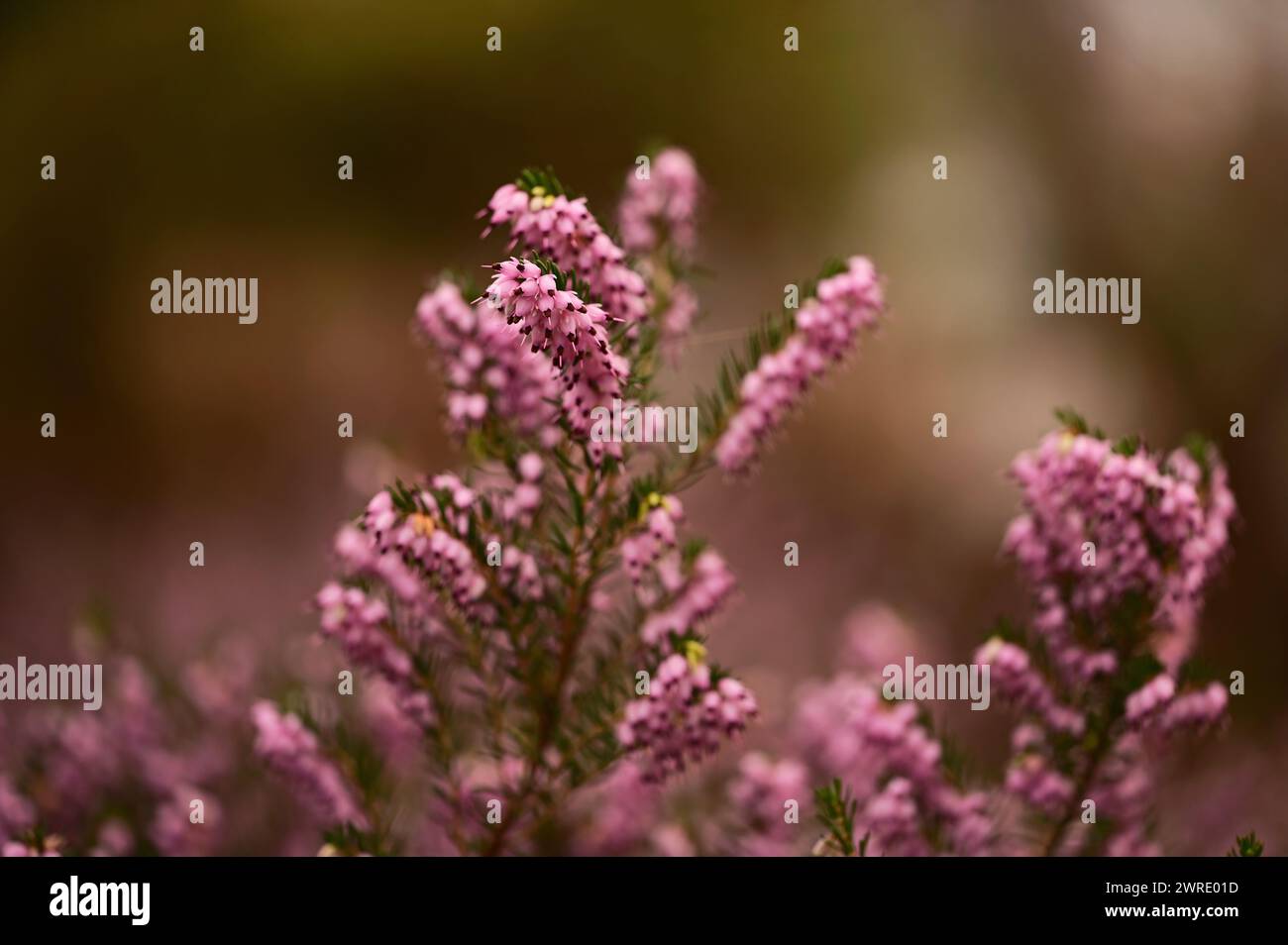 Fiori viola in un campo con uno sfondo morbido Foto Stock